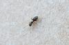 Lasius sp.